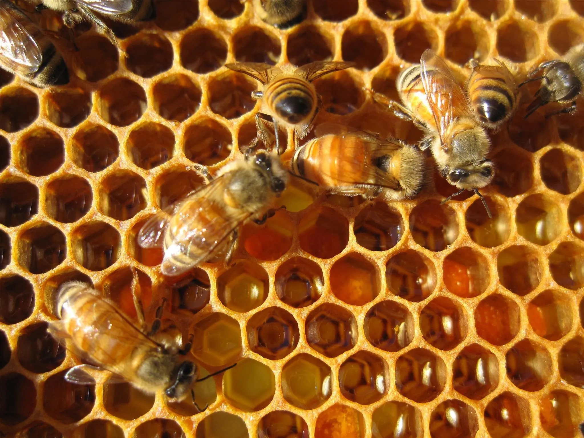 Honeycomb with bees.