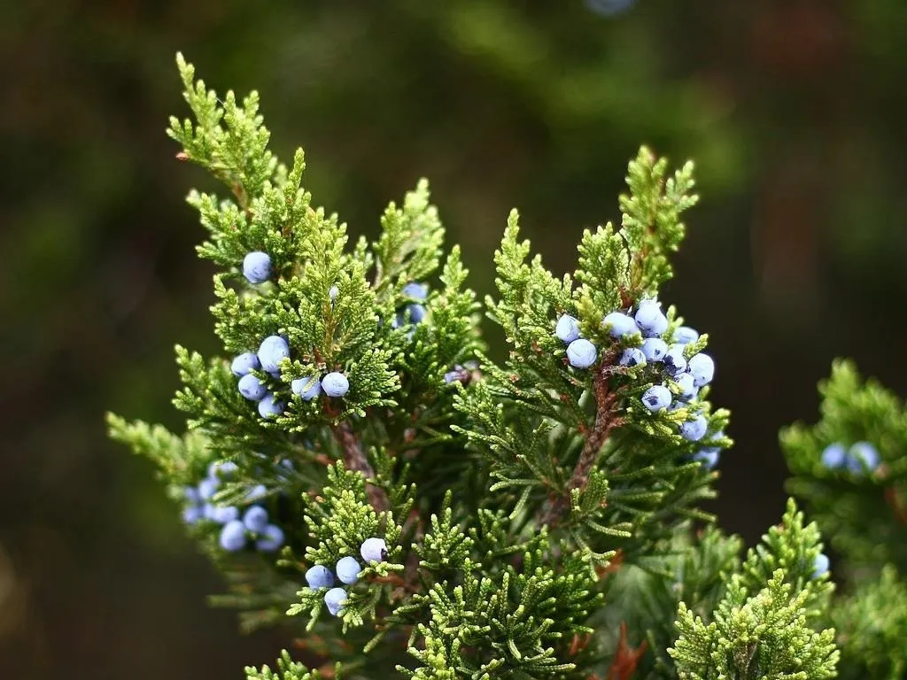 Juniper plant with green foliage and blue berries.