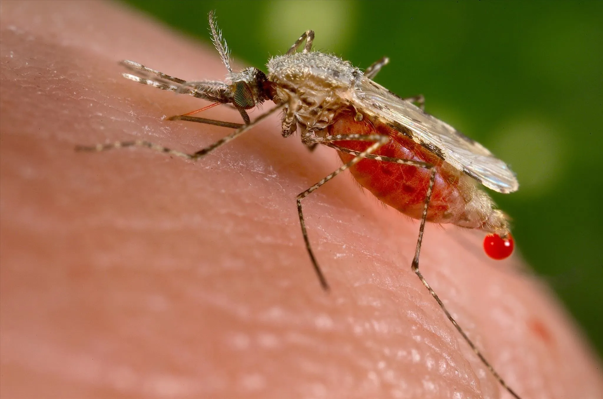 Close-up of a mosquito on human skin, highlighting its proboscis and a drop of blood.