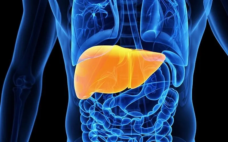 Illustration of the human liver in a medical diagram.