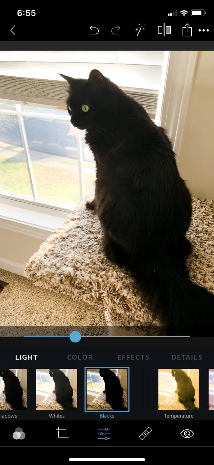 A black cat sitting on a windowsill looking outside.