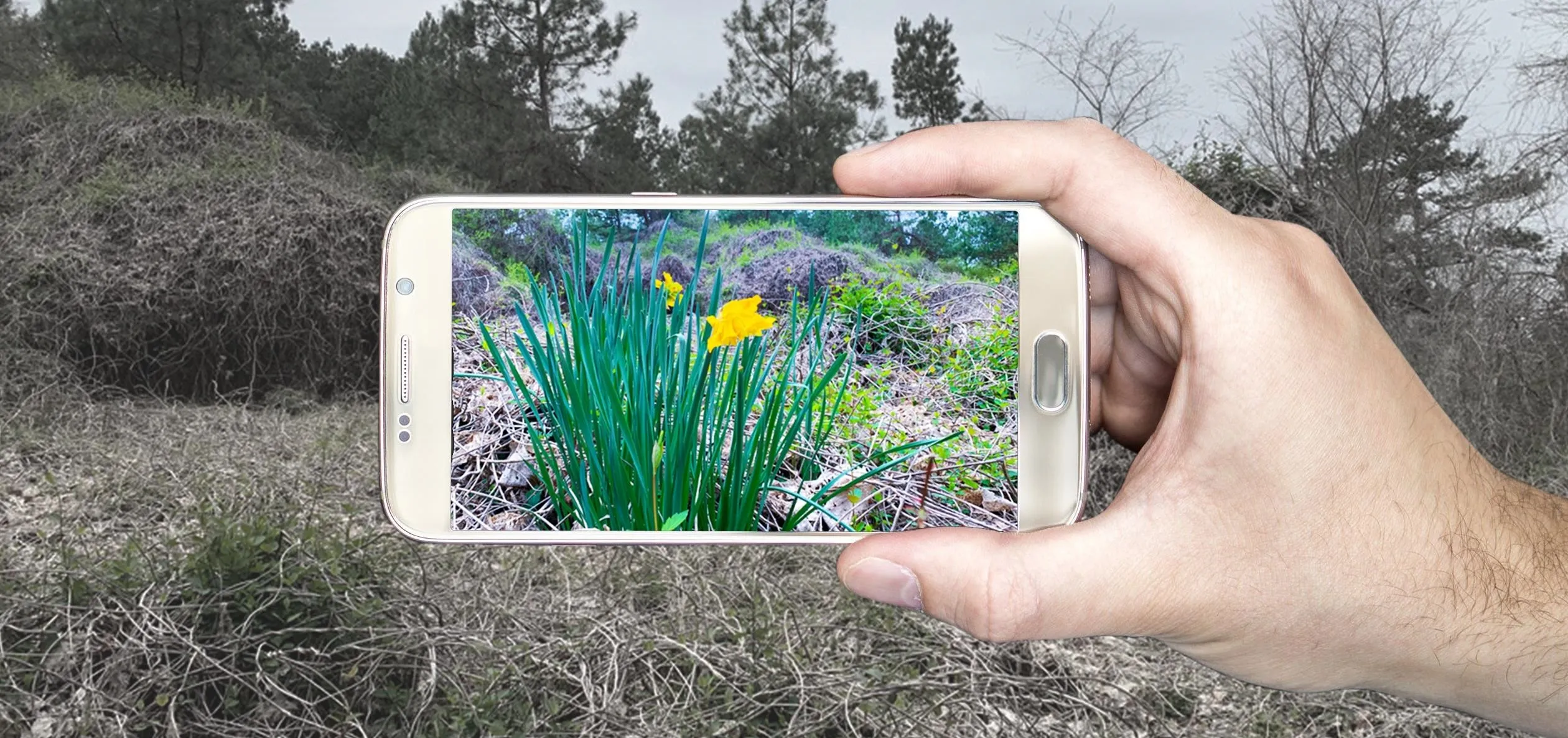Person holding a smartphone to photograph yellow flowers in a natural landscape.