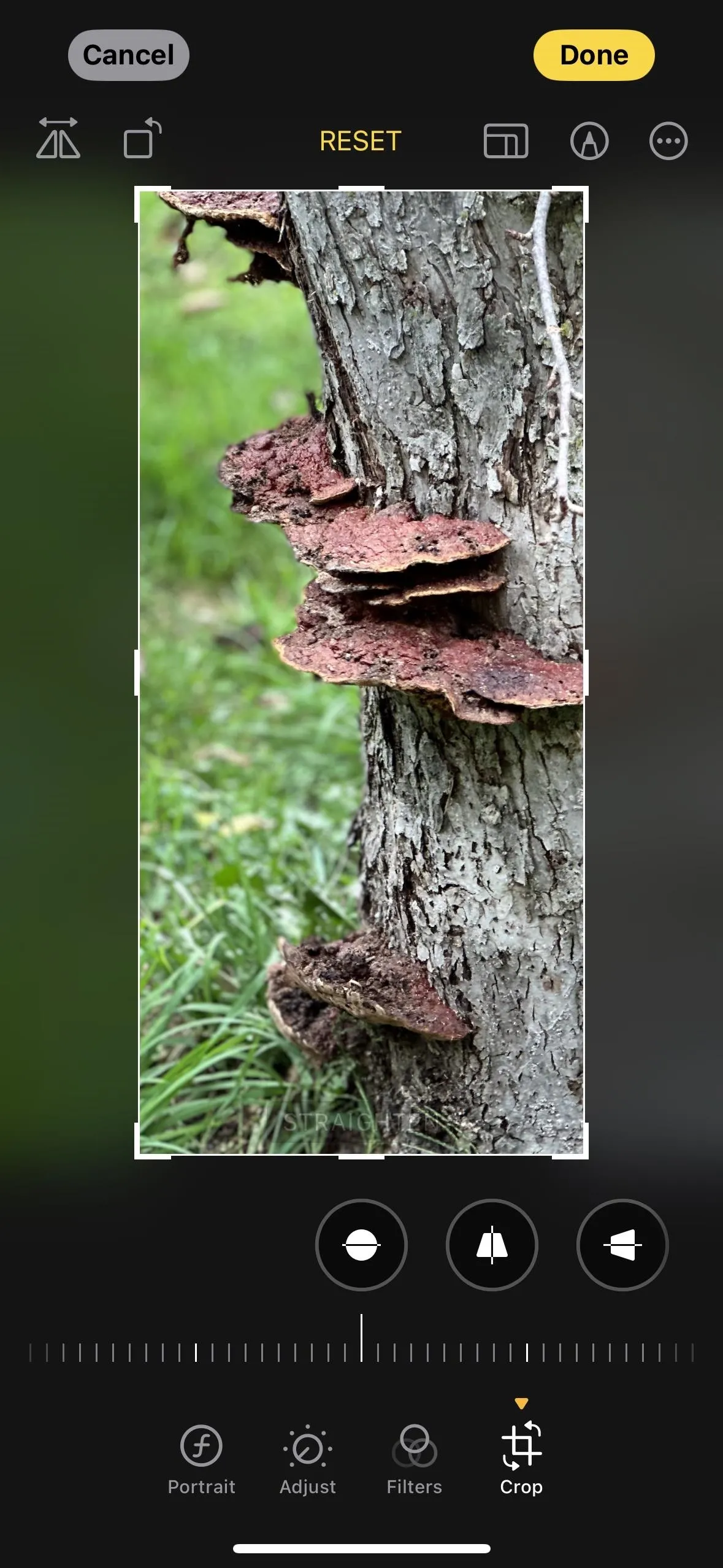 Mushrooms growing on a tree trunk in a natural setting.